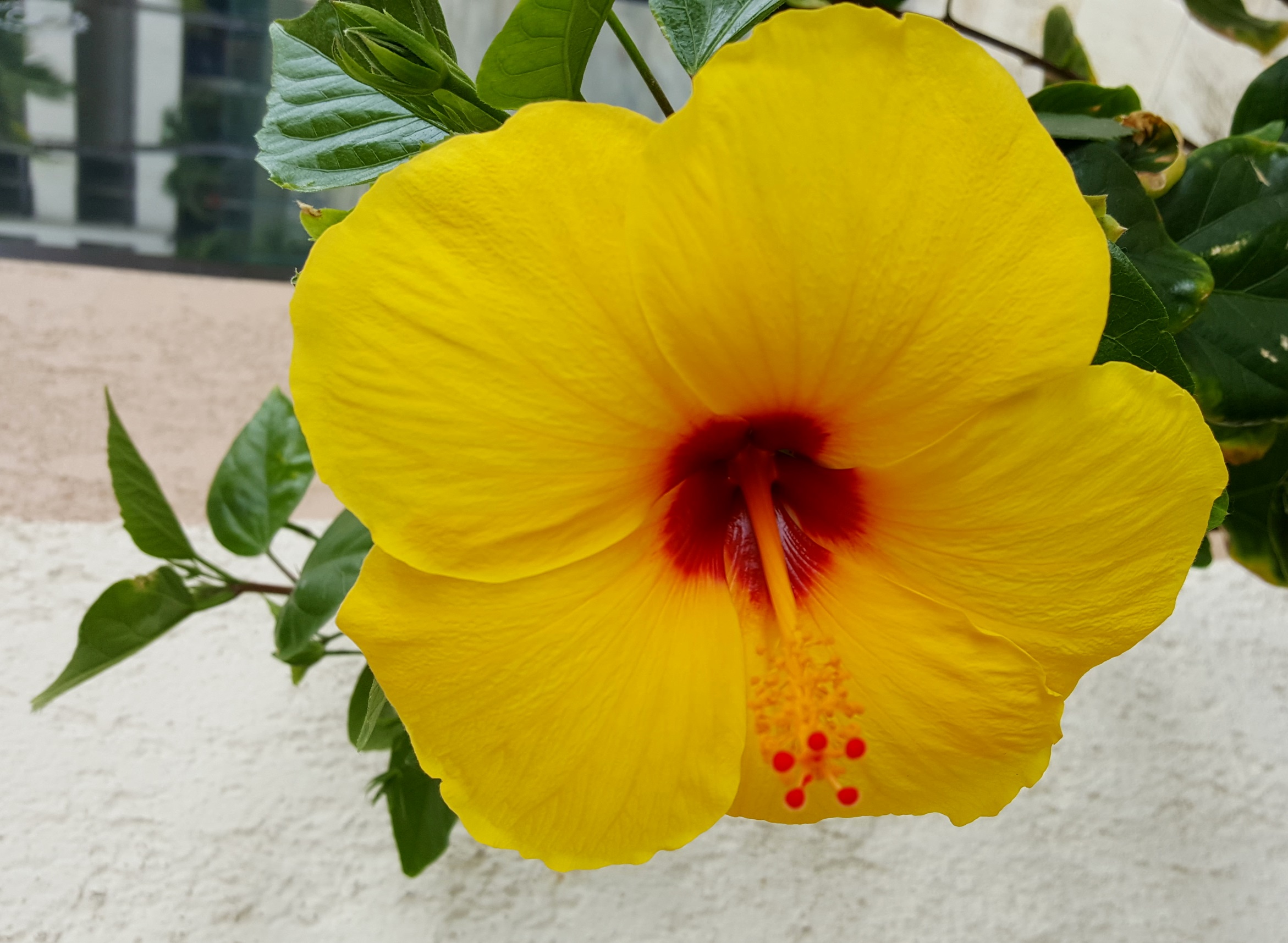 Hibiscus yellow